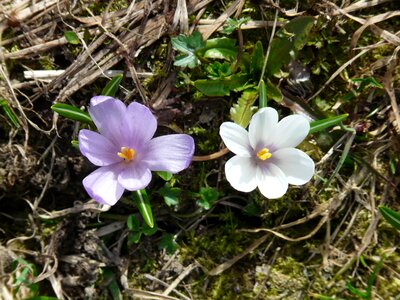 Blue purple flowers photo