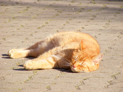 Orange cat sleeping in the sun photo