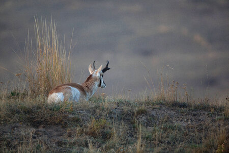 Pronghorn Antelope buck rests on hillside