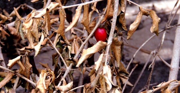 Dry twigs dry twigs photo