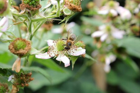 Bee insect pollination