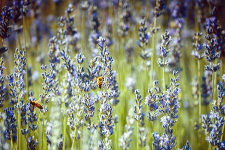 Bees collecting pollen from lavender flowers photo