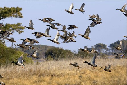 Aquatic Bird flock wetland photo