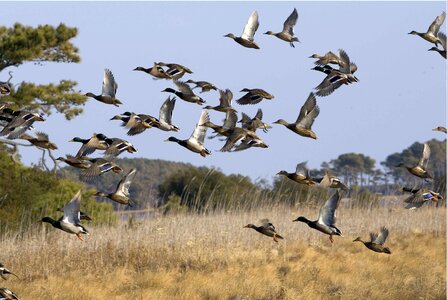 Aquatic Bird flock wetland