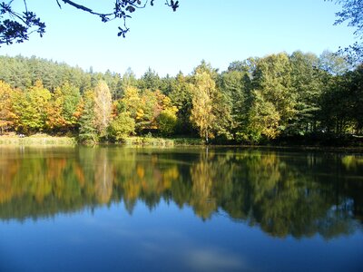 Park tree mirroring