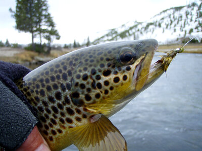 Brown Trout caught by Angler photo