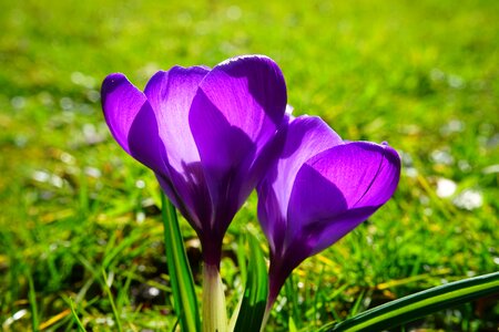 Bühen purple blossom