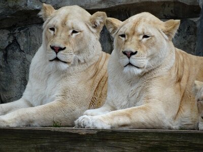 Zoo lions together photo
