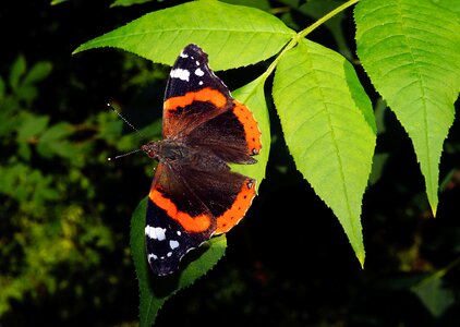 Color elegant aglais urticae photo