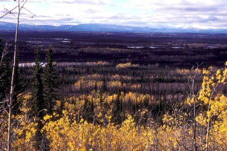 Forest overlook photo