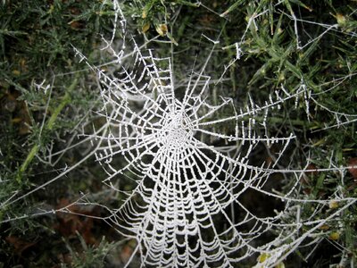 Frost white net