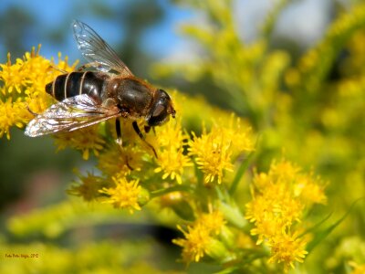 Entomology insect floral