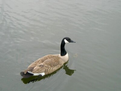 Canadian goose 