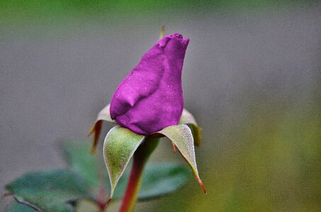 Rose flora plant