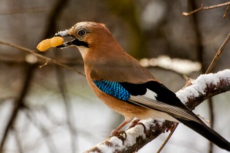 Bird nut peanut