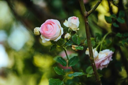 Flower shrub petal