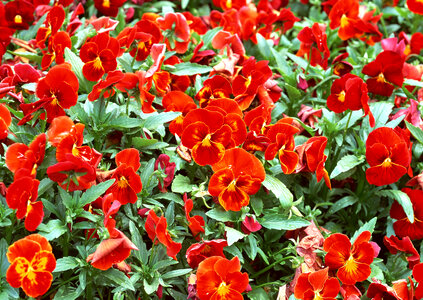 Red flower in garden photo