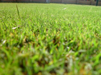Eye grass plants worm