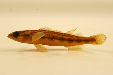 Percina maculata-3