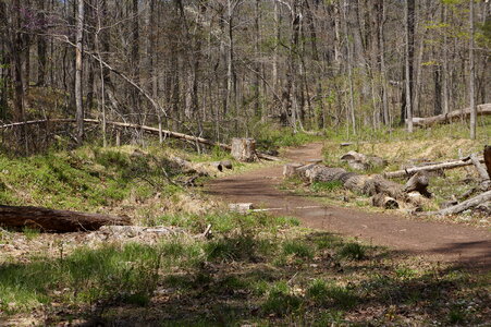 Forest cut down on spring time photo