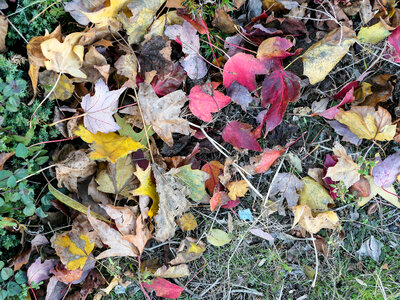 Fall Leaves on Ground photo