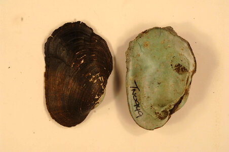 Epioblasma ahlstedti-4