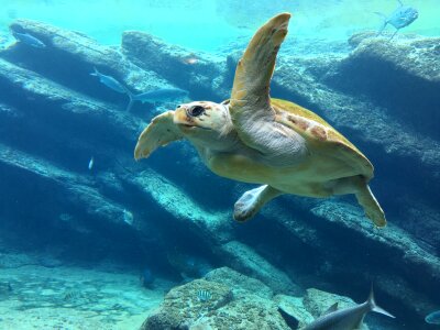 Green Sea Turtle swimming in Caribbean photo