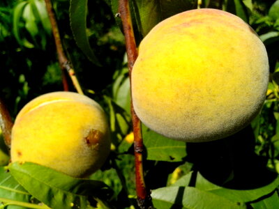 Fishery tree yellow