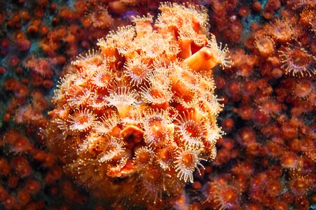 Beautiful Photo colorful marine