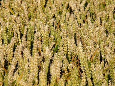 Cereals grain golden photo