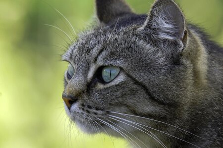 Adorable animal animals