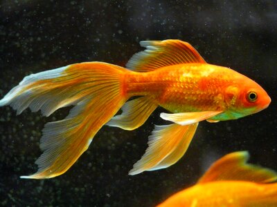 Swim aquarium freshwater fish photo