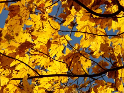 Acer deciduous tree golden autumn