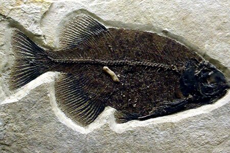 Fossil rock 