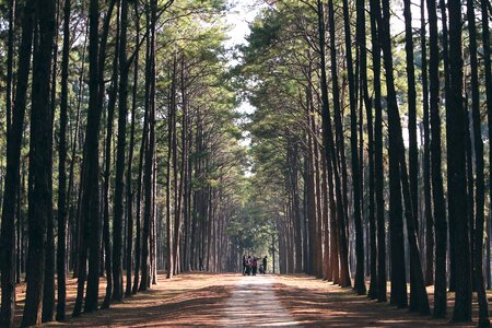 Foliage forest path forest road