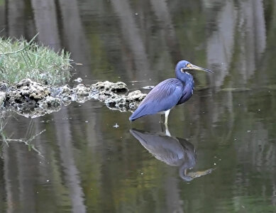 Small Blue Heron