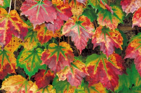 Fall colored foilage leaves photo
