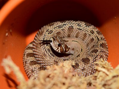North america mexico viper-like