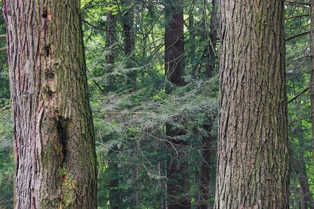 Branch conifer conifers