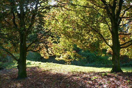 Trees nature backlighting