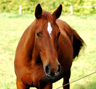 Equestrian pasture horse head photo