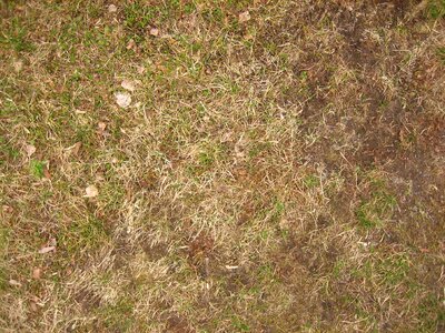 Grass Plants  