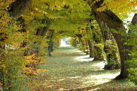 Hornbeam trees passage photo