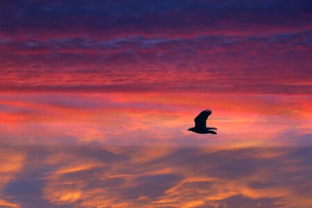 Bright sunset panorama with flying birds photo