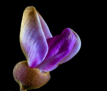 Bloom small flower purple photo