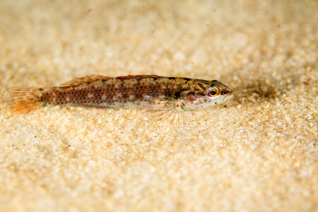 Okaloosa darter-1
