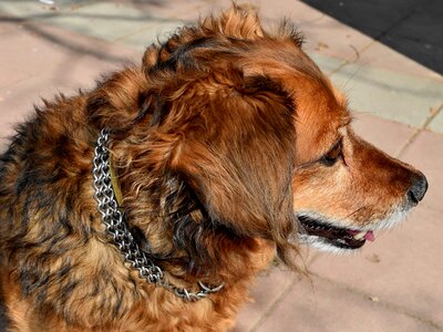 Dog necklace adorable photo