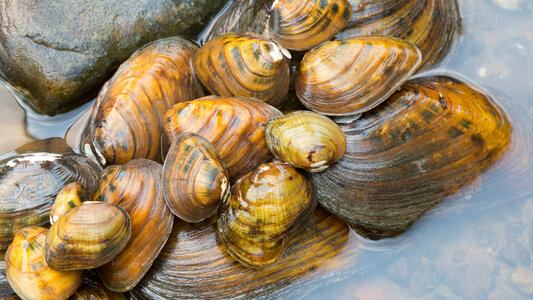 Endangered freshwater mussels-2 photo