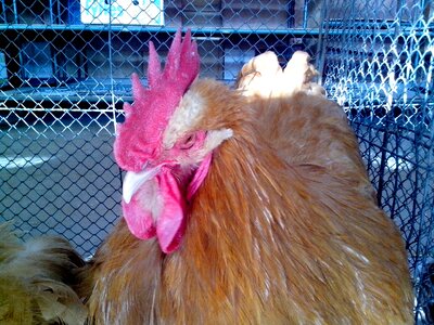 Bantam chicken chief