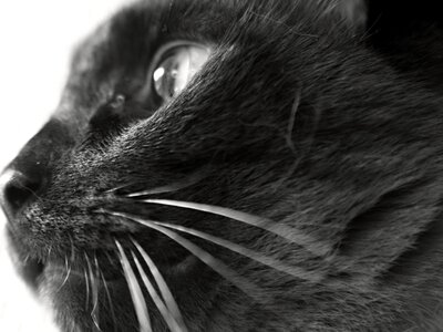 Animal black black and white